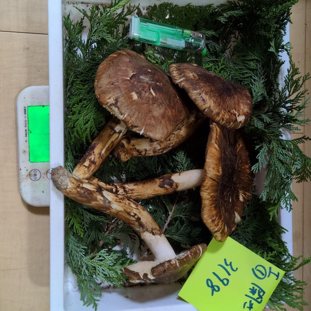 和歌山松茸　新鮮朝市　開きB　319㌘