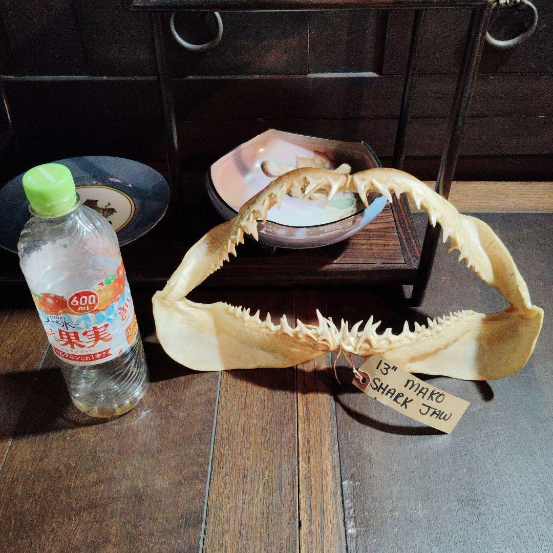 13インチ マコシャークの顎