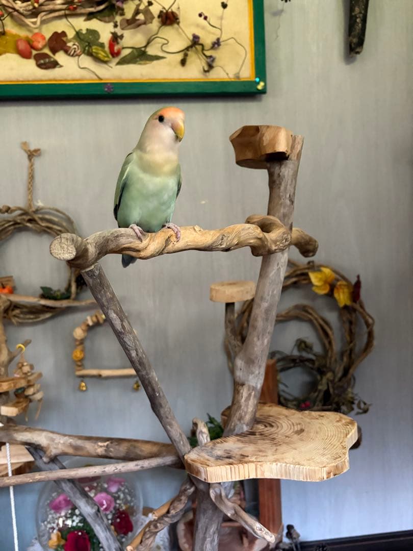 ハンドメイド　流木　バードアスレチック　バードジム　流木インテリア