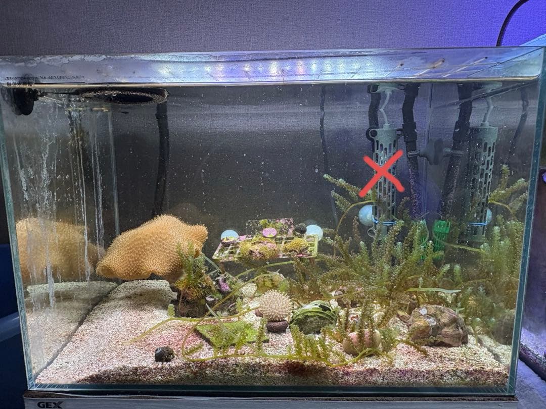 45cm海水水槽セット　生体付き　引き取り限定　値引き交渉可