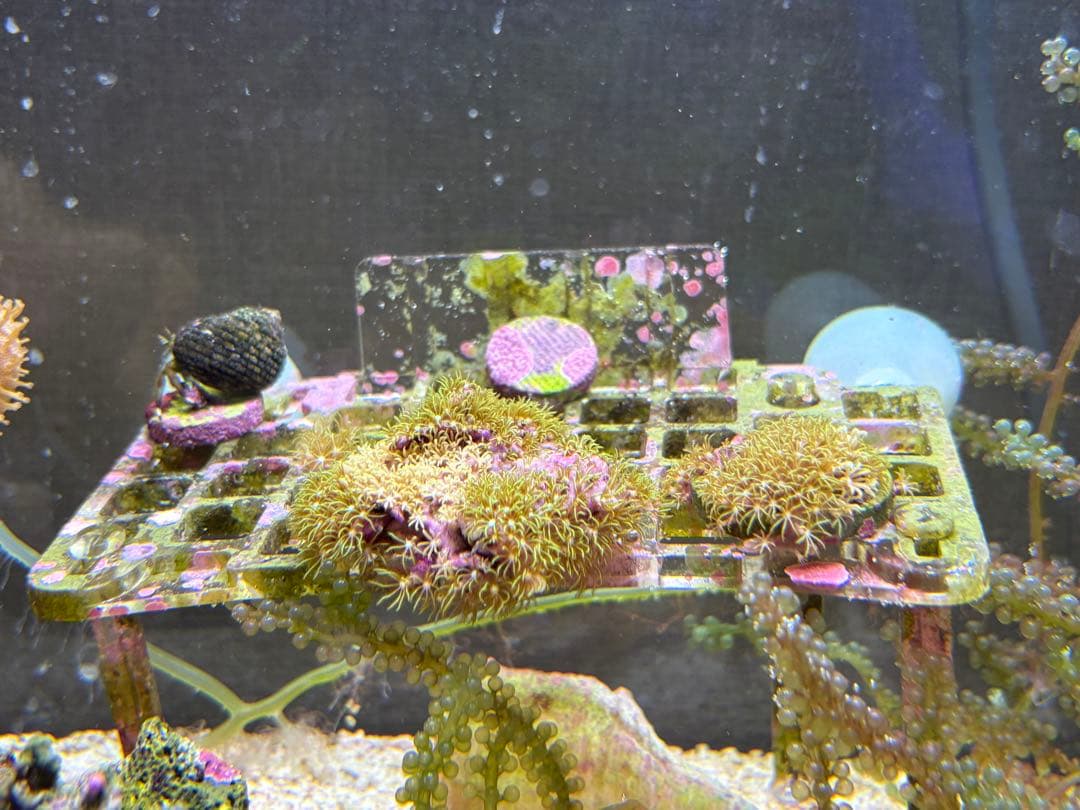 45cm海水水槽セット　生体付き　引き取り限定　値引き交渉可