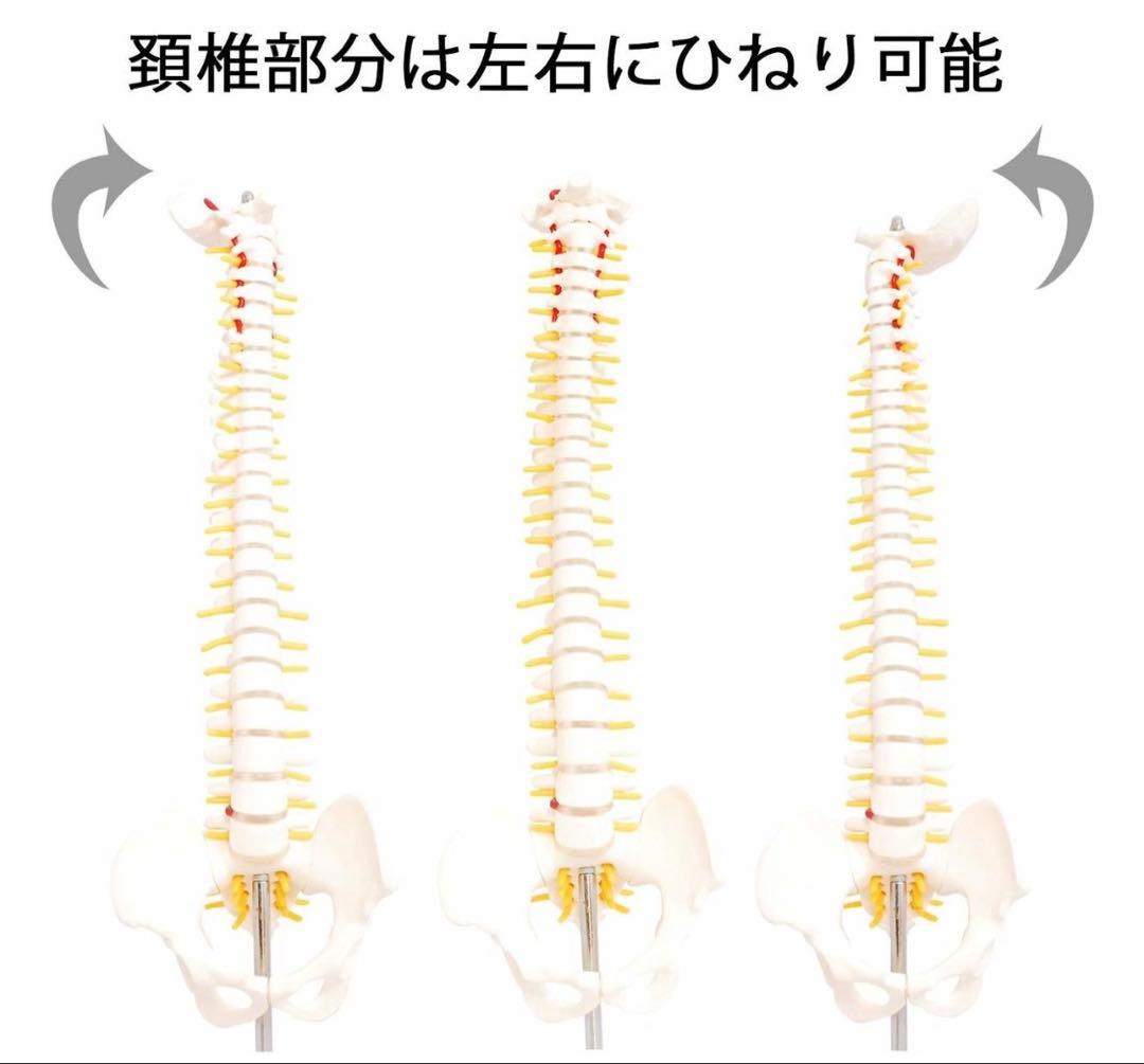 脊椎模型　人体模型 脊椎 44cm 2本セット