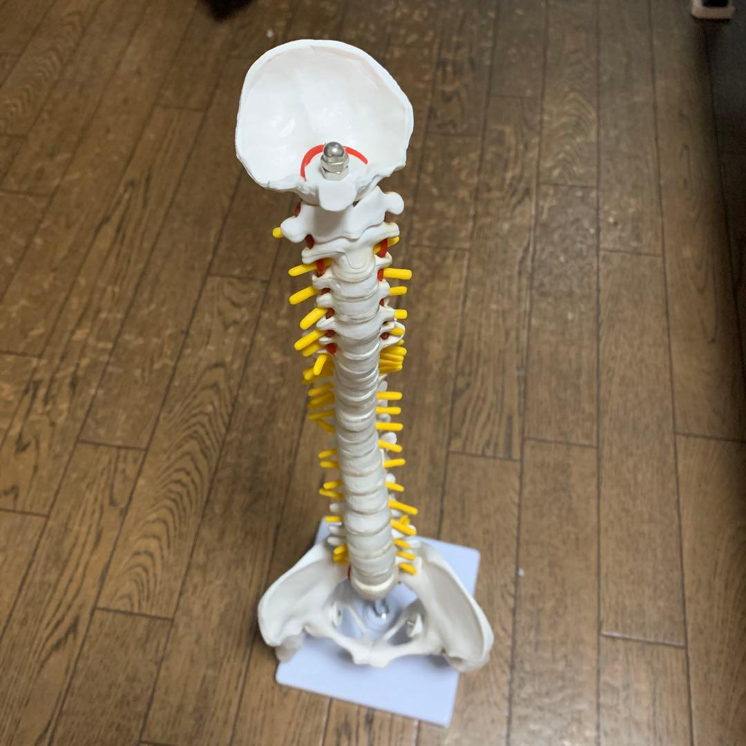 脊椎模型　人体模型 脊椎 44cm 2本セット