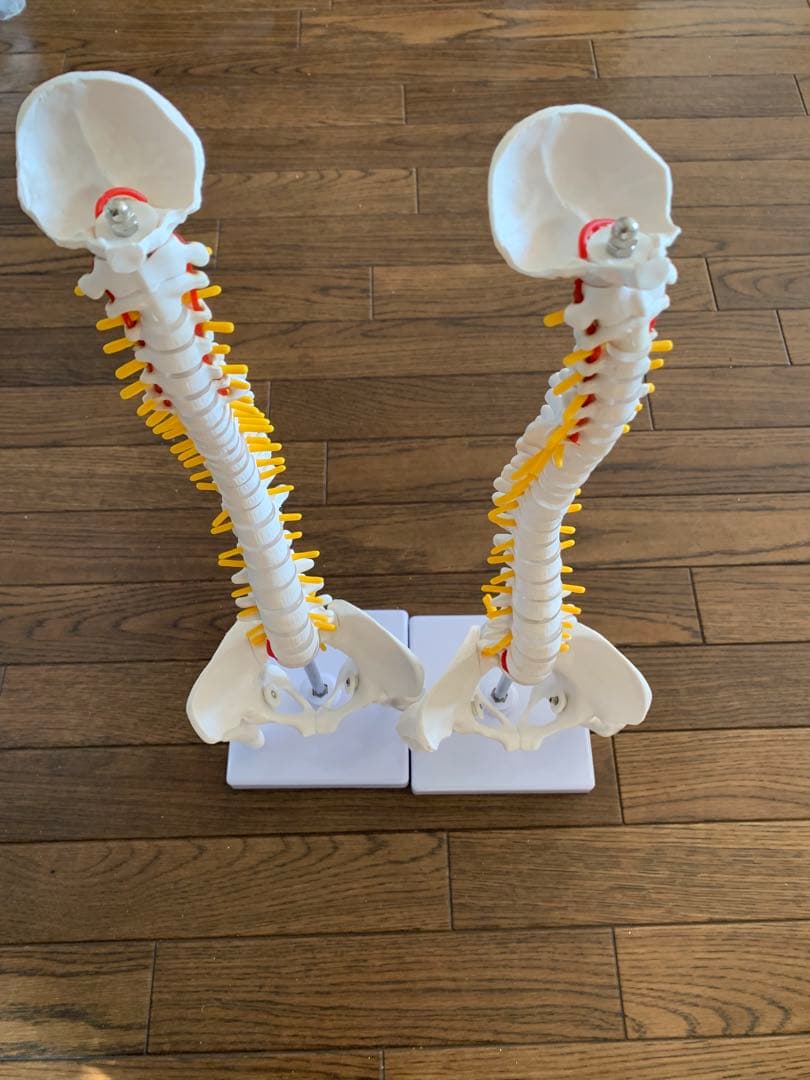 脊椎模型　人体模型 脊椎 44cm 2本セット