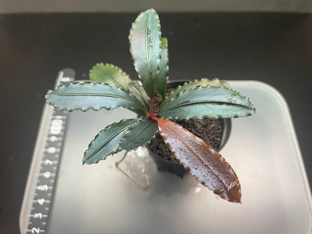 ヒ*ロ様 Bucephalandra sp Red walts