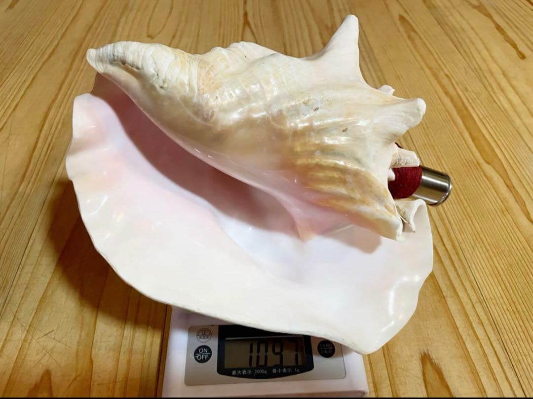 希少　桃色法螺貝（ピンク貝）法螺貝　ほら貝　ホラガイ　コンク貝笛　コンクシェル