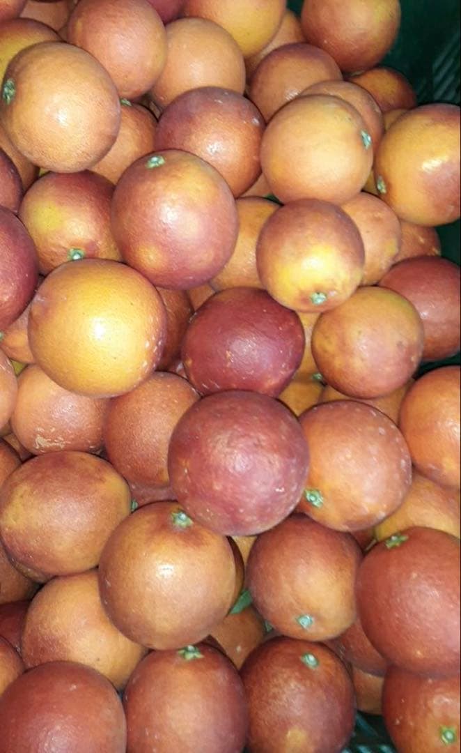 カイくんママ　東北地方　愛媛県産　ブラッドオレンジ　柑橘　10kg