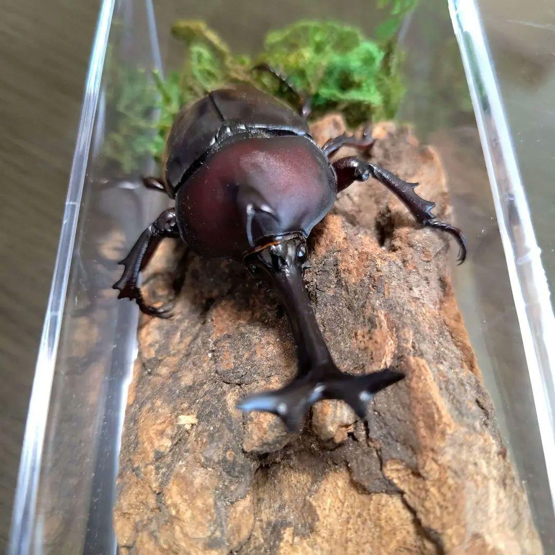 角スゴ長特大ワイルド野生赤レッド角長カブトムシ標本82mm頭角幅19mmぐらい