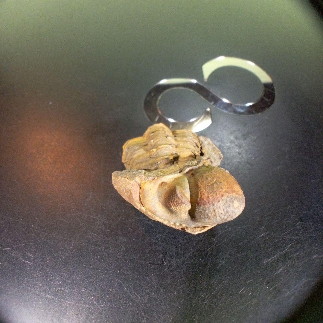 三葉虫　化石　fossil　ボリビア産　trilobite　海生動物識別⑦