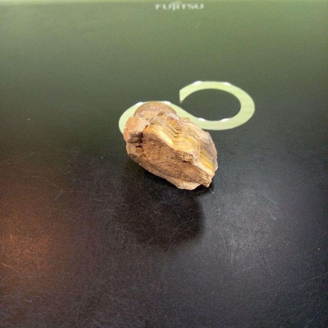 三葉虫　化石　fossil　ボリビア産　trilobite　海生動物識別⑦
