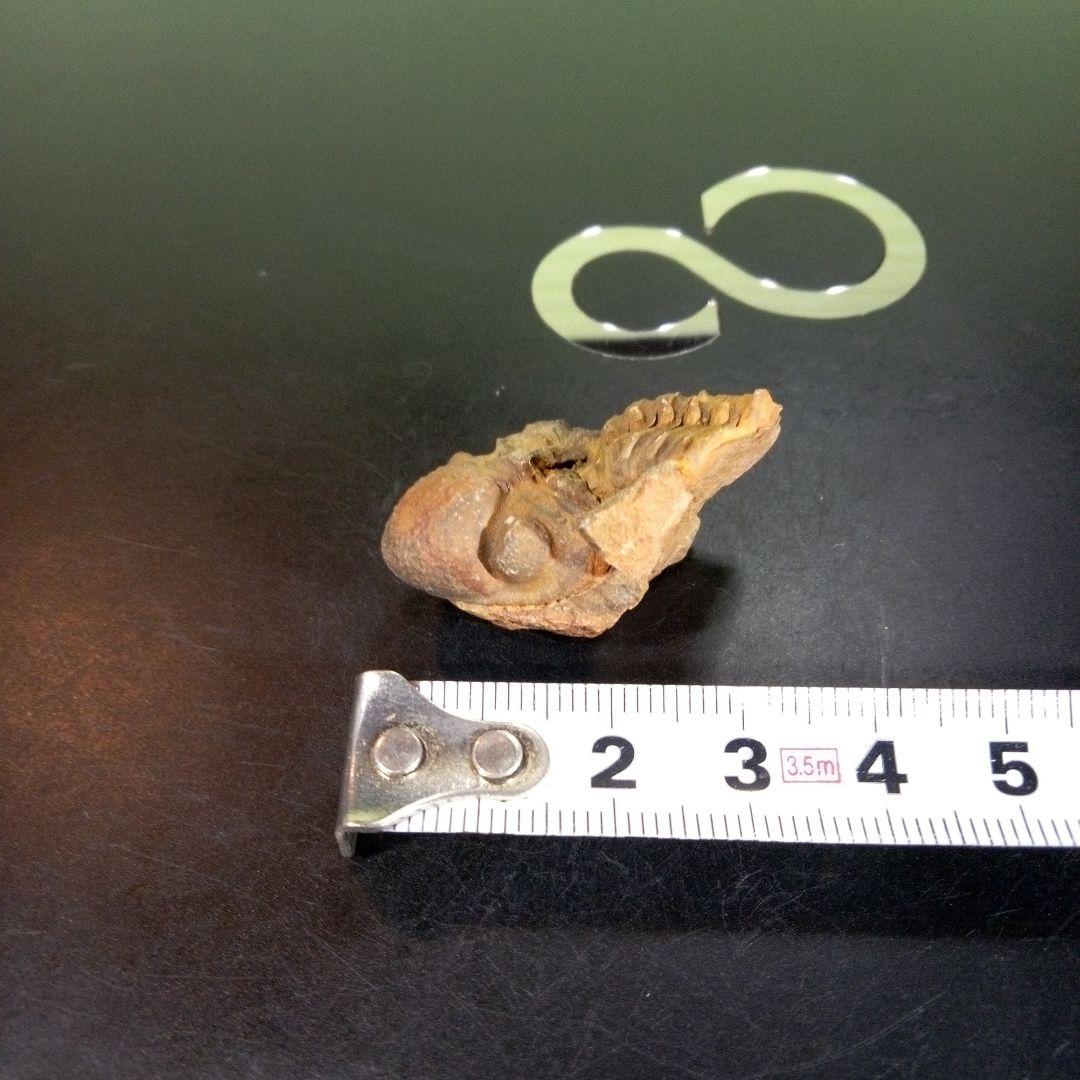 三葉虫　化石　fossil　ボリビア産　trilobite　海生動物識別⑦