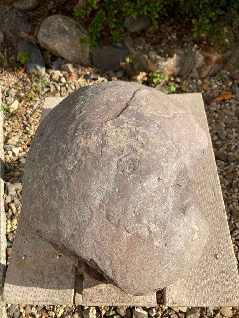 ドラゴンスキンのアンモライト 化石　アンモナイト　恐竜　風水　宝石