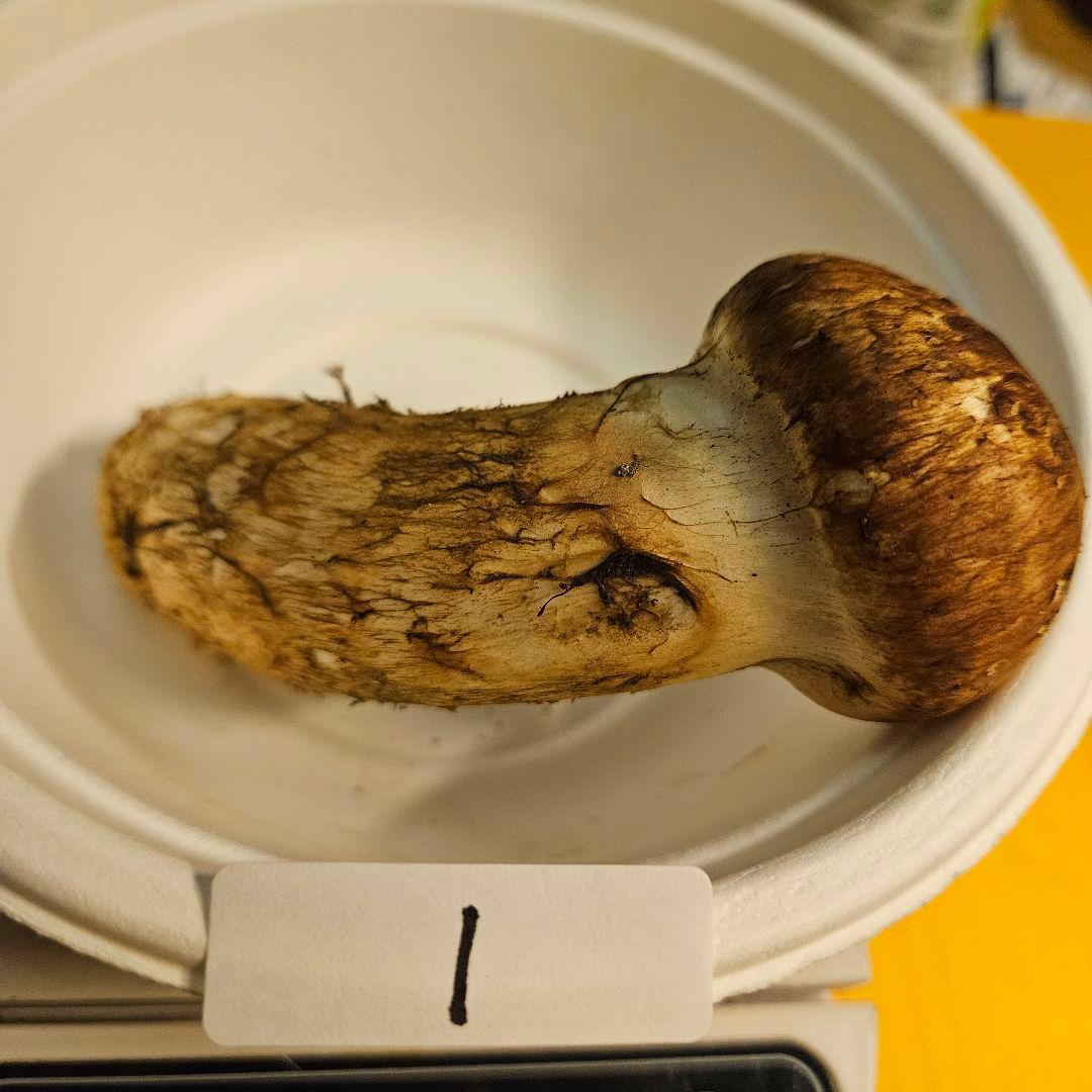 岩手県産松茸 145g