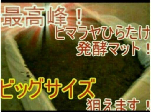 送料無料！60リットル　カブトムシ幼虫の餌！巨大化！ヒマラヤひらたけ発酵マット