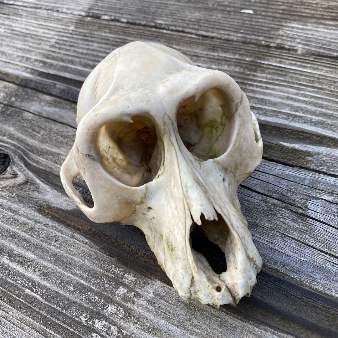動物の骨製頭蓋骨 猿の頭蓋骨　スカル　骨格標本　ニホンザル