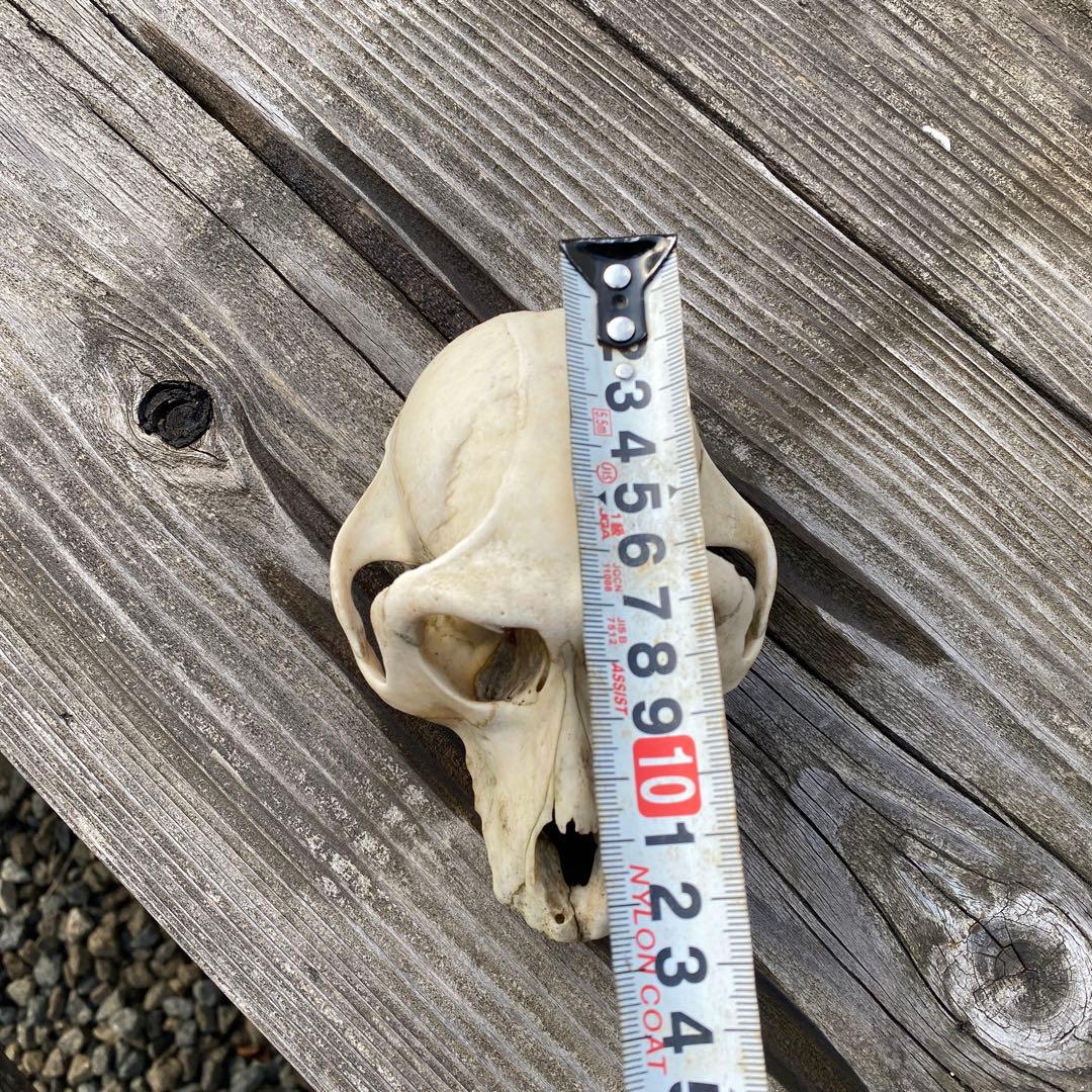 動物の骨製頭蓋骨 猿の頭蓋骨　スカル　骨格標本　ニホンザル