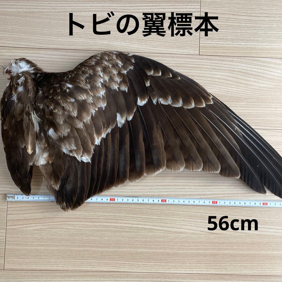 トビの翼標本