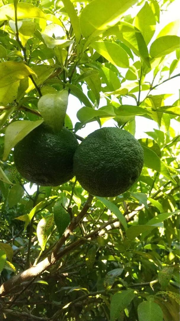 完全無農薬　青ゆず　青柚子　箱込み10kgちょっと入ります♪