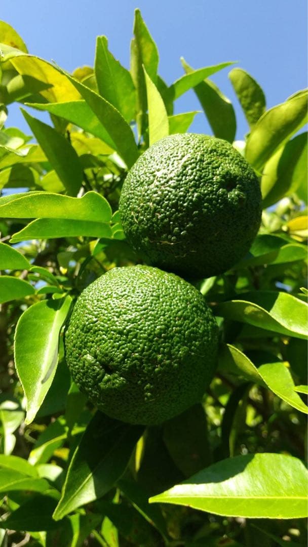 完全無農薬　青ゆず　青柚子　箱込み10kgちょっと入ります♪