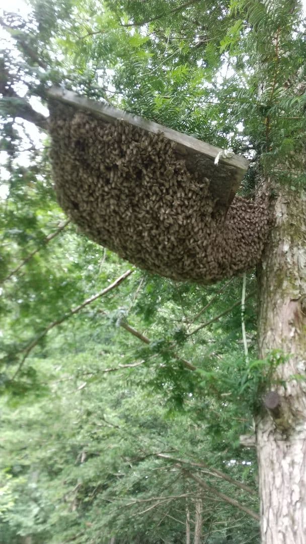 ハッチ 日本蜜蜂 ハチミツ 1160g 2本セット八ヶ岳西麓1250m