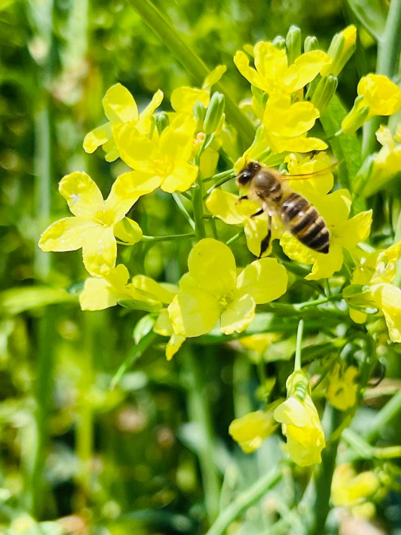 徳島県産　ニホンミツバチ　蜂蜜　240g×6個