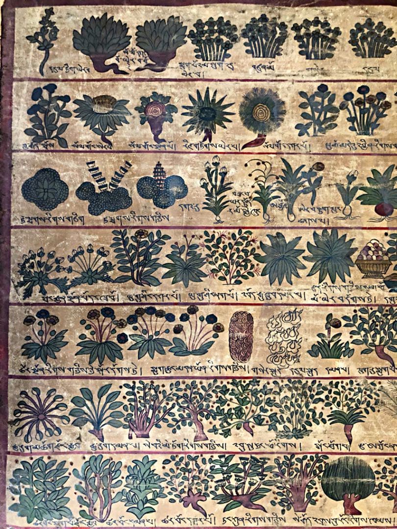 ④ 中国美術 希少 古玩 薬草 一覧表 麻生地 手彩色