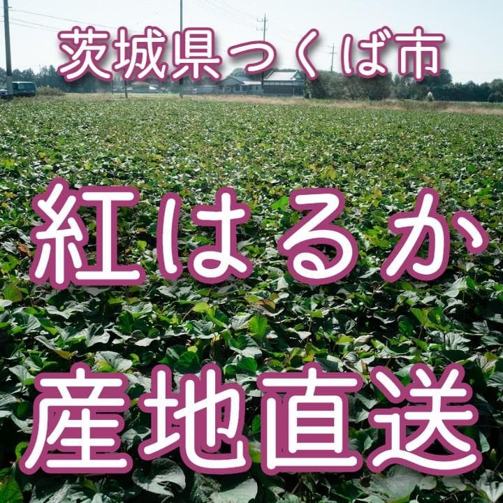 【送料無料】熟成こだわり火入れ焼き芋　冷凍9kg レンジでチンするだけで美味しく