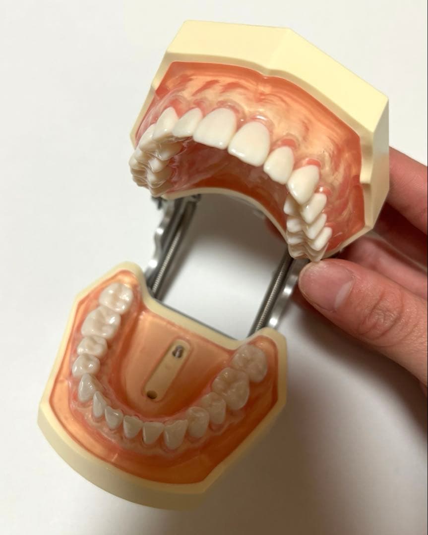 ニッシン　歯科模型　額模型　歯科衛生士　NISSIN デンタルモデル