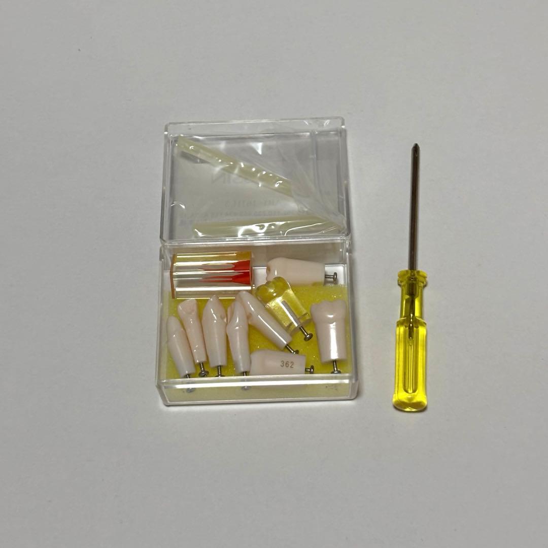 ニッシン　歯科模型　額模型　歯科衛生士　NISSIN デンタルモデル