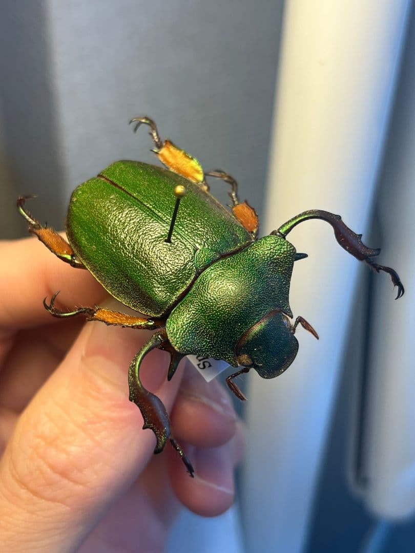 【40mm】ナンベイテナガスジコガネ 昆虫標本 Sphodochlamys l