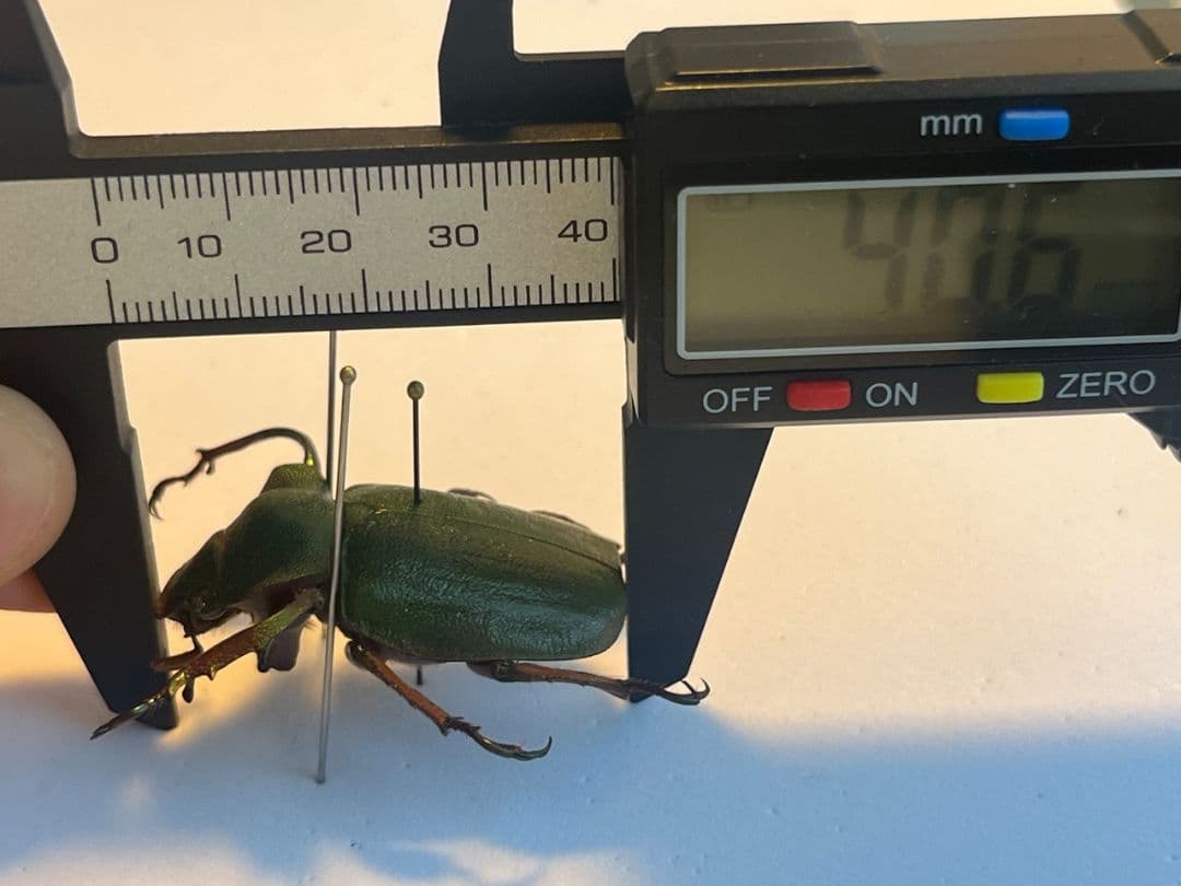【40mm】ナンベイテナガスジコガネ 昆虫標本 Sphodochlamys l