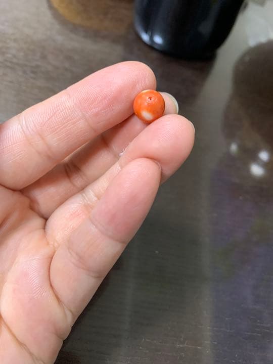 本珊瑚　サンゴ