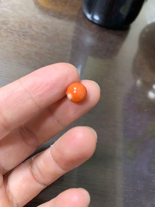 本珊瑚　サンゴ