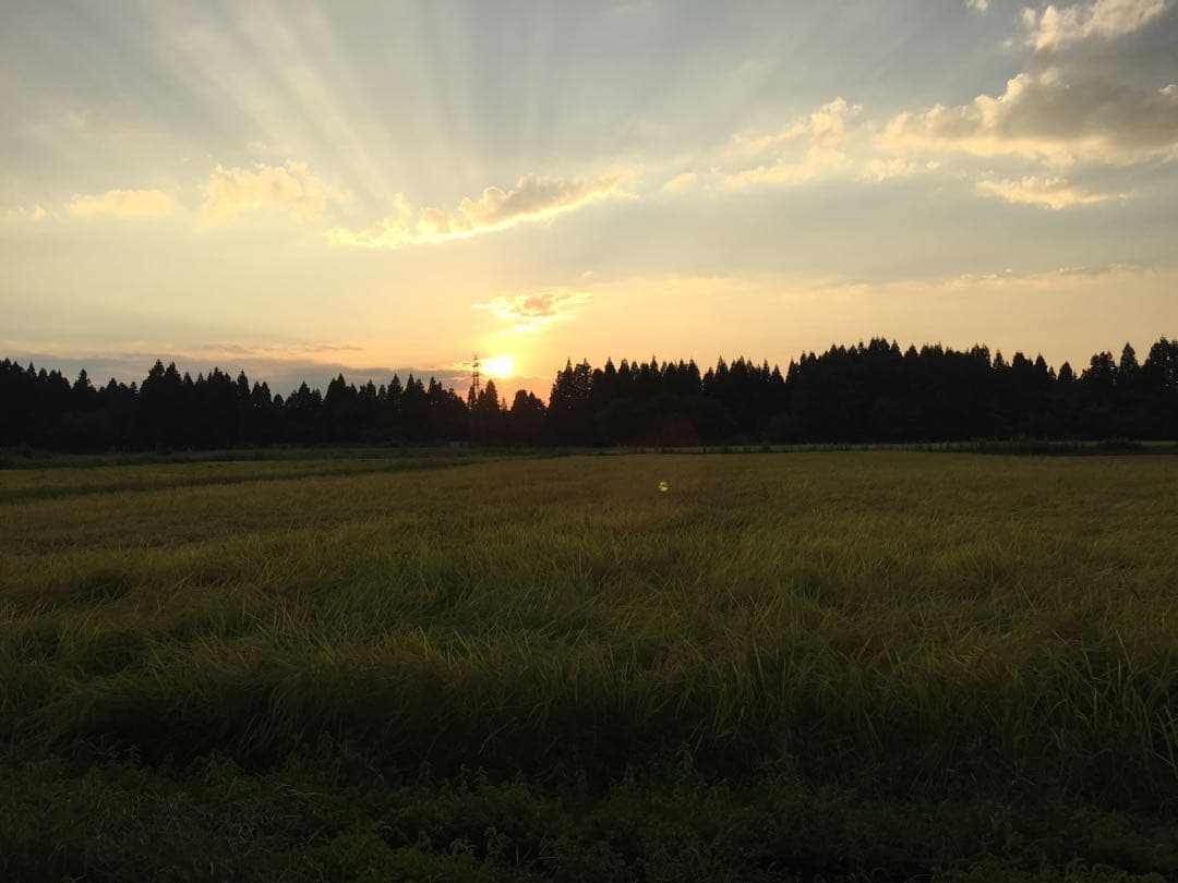 令和7年産新米＊農家力作⭐︎新潟とちおのコシヒカリ精米風袋込み25kg位特別栽培米