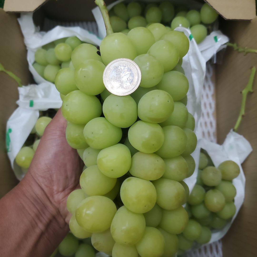 5️⃣ 山梨県産 シャインマスカット７房入り 箱込み5.6キロ