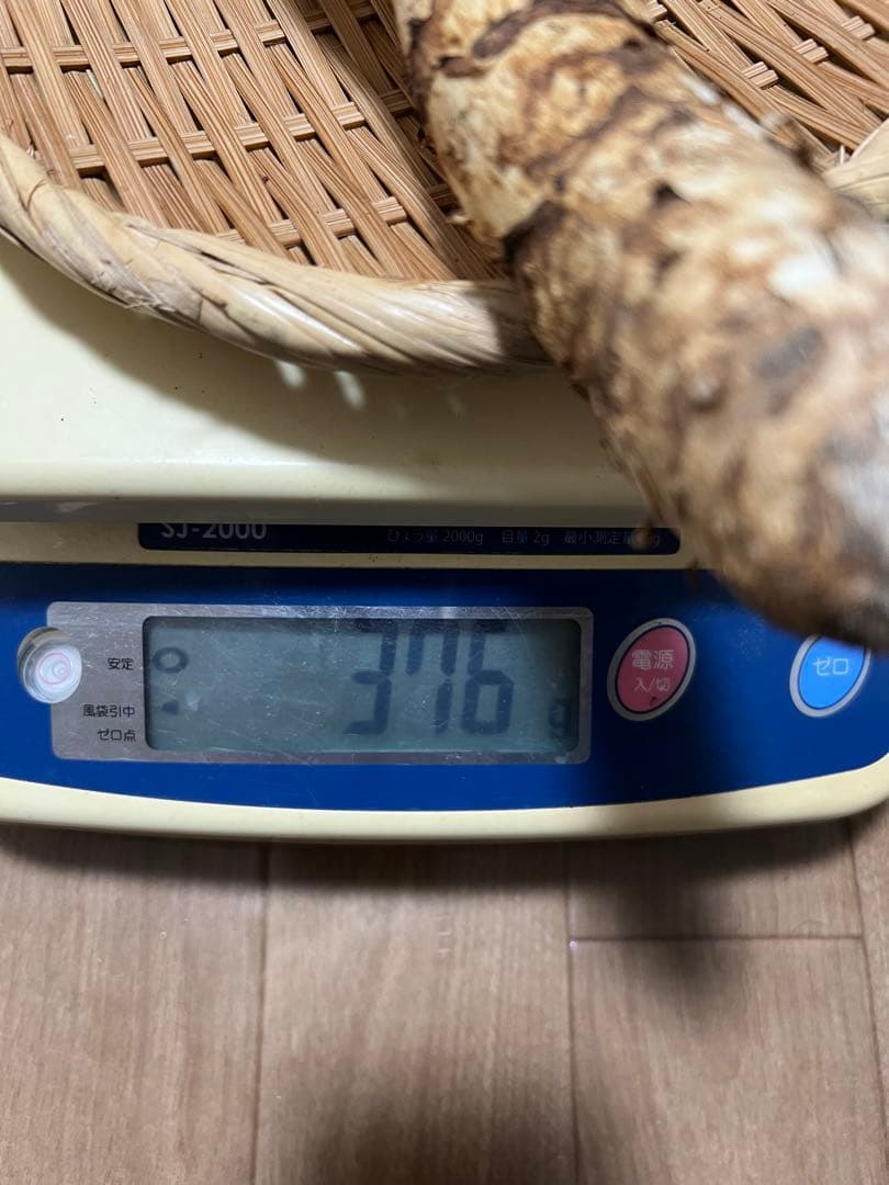 10/29早朝採れ　岐阜県産　松茸　376g 極上開き　　最終物