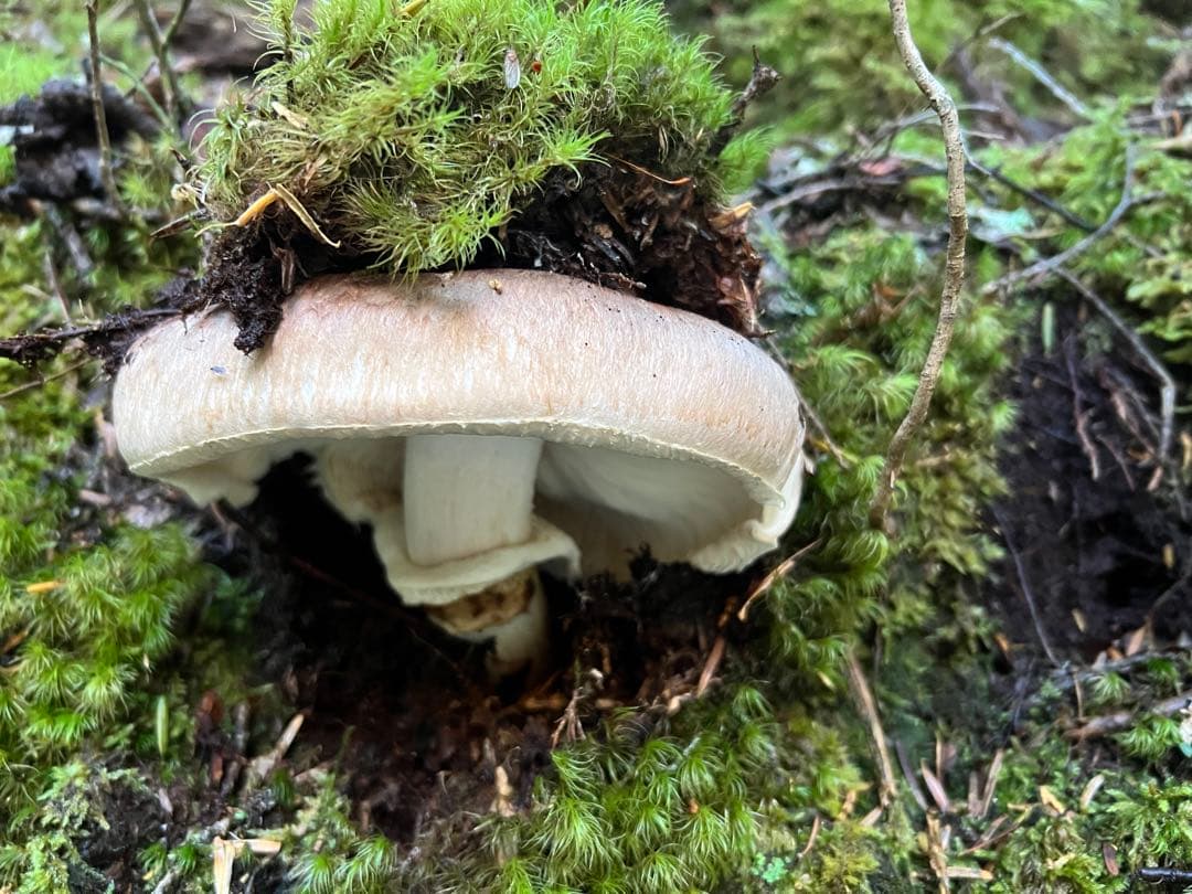 10/29早朝採れ　岐阜県産　松茸　376g 極上開き　　最終物