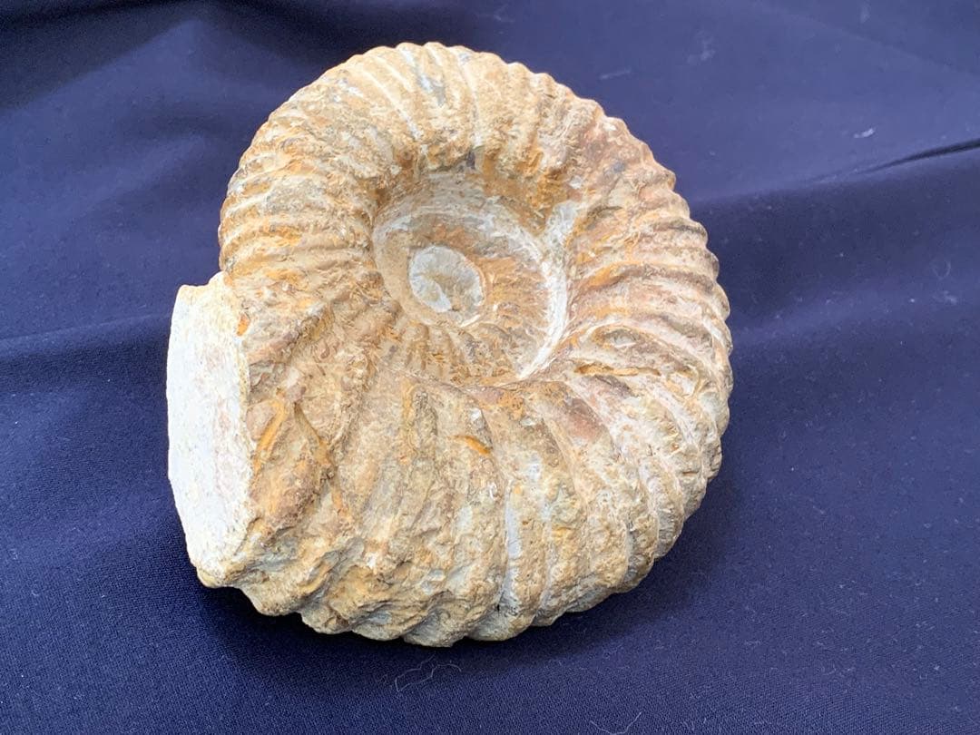 アンモナイト化石　モロッコ産　美品