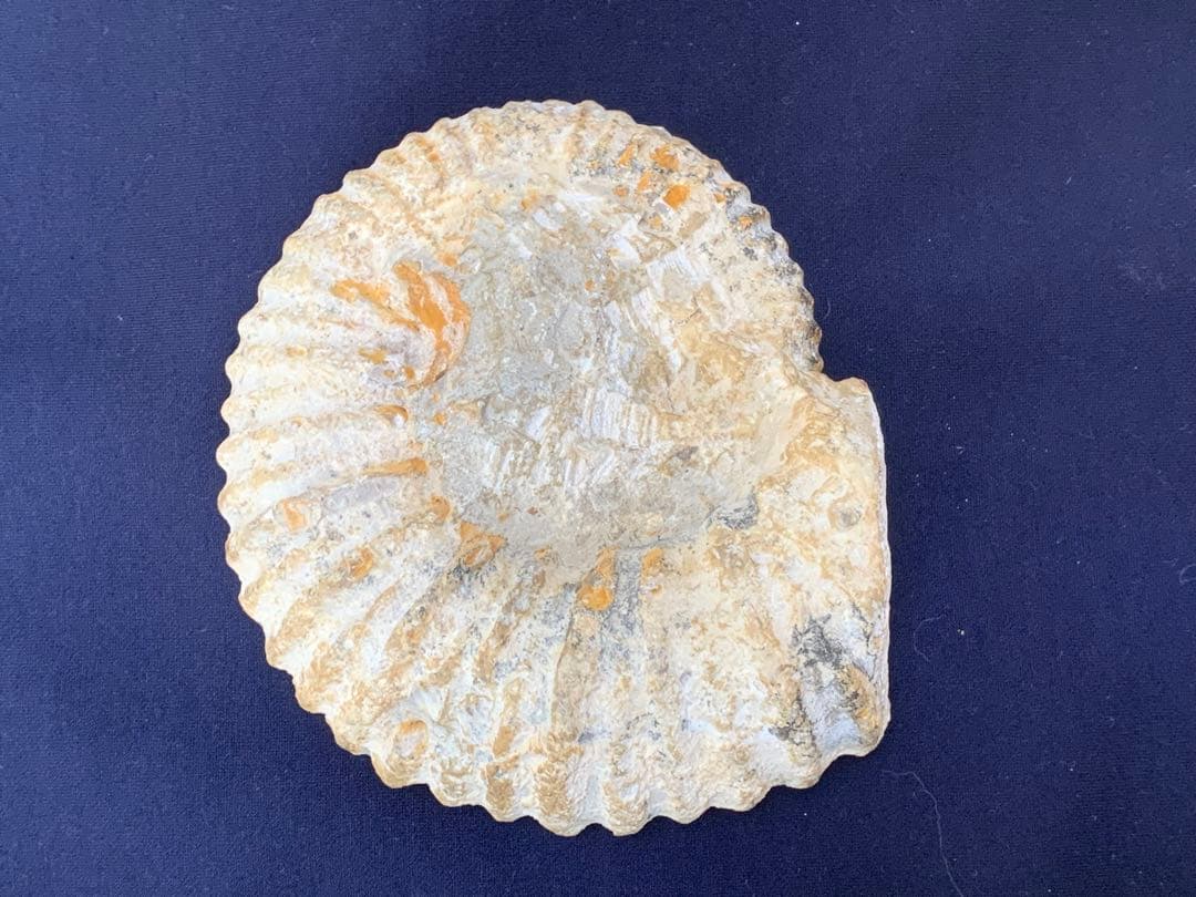 アンモナイト化石　モロッコ産　美品