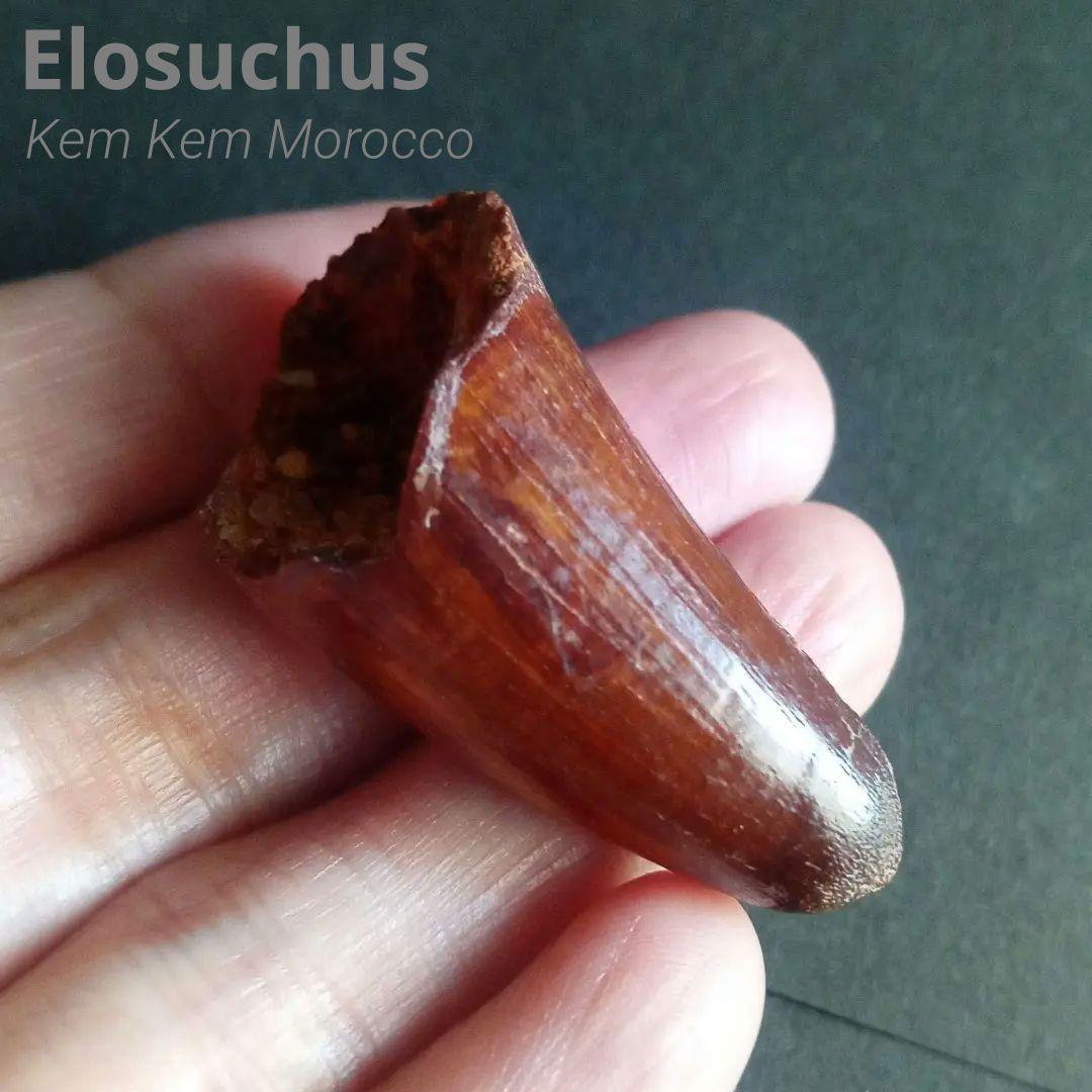 白亜紀　大型ワニ形類　エロスクス　極美麗