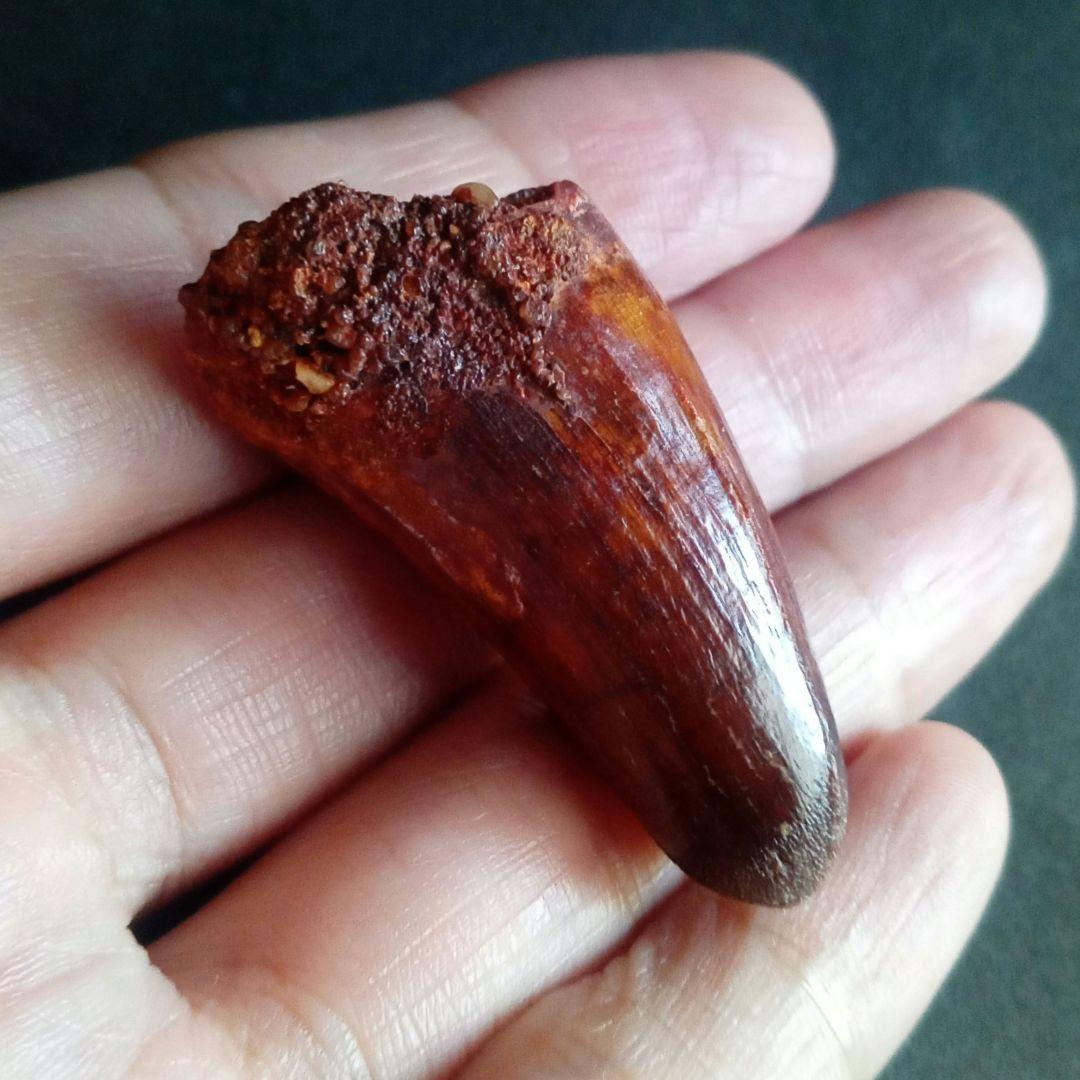 白亜紀　大型ワニ形類　エロスクス　極美麗