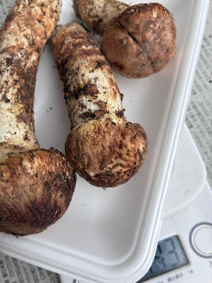 南信州産　松茸　143g