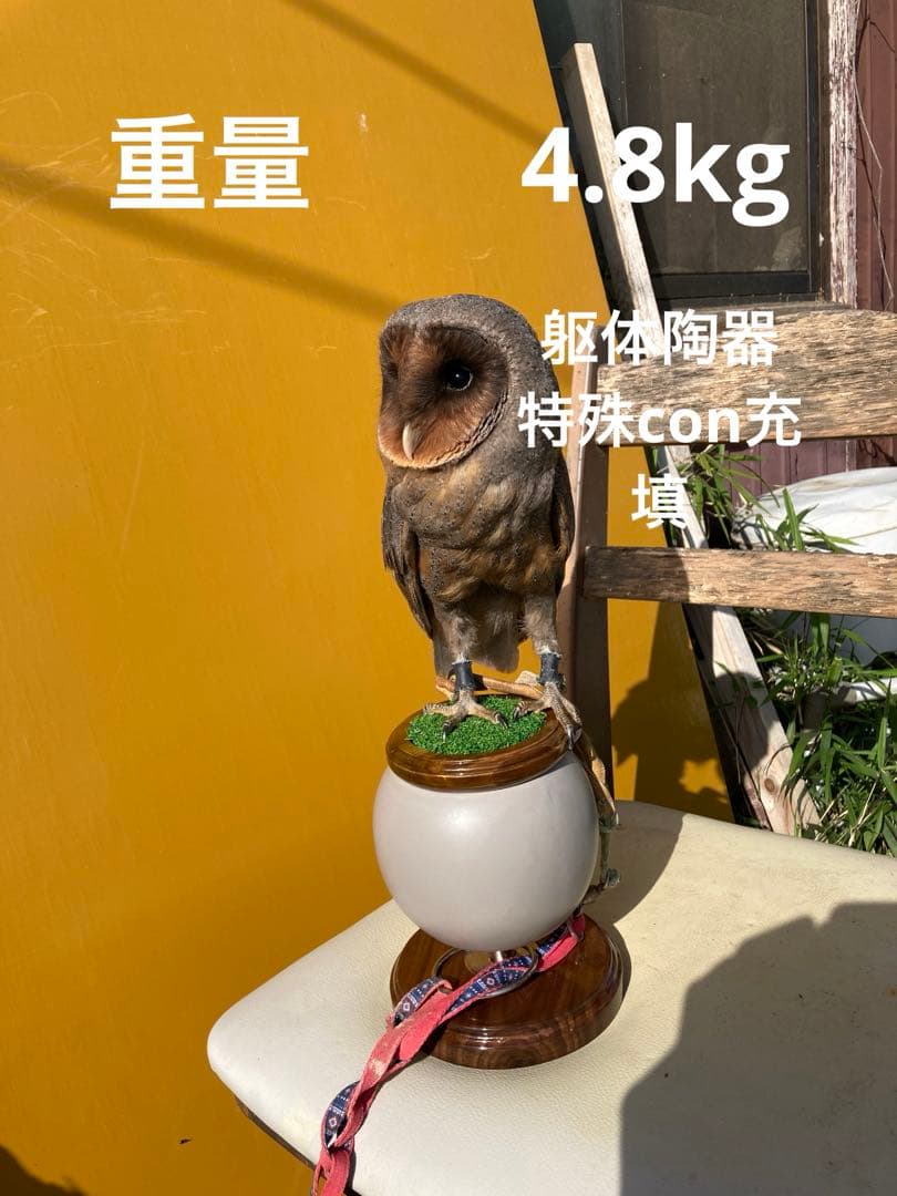 極　中型猛禽パーチ，ファルコンブロックＢ