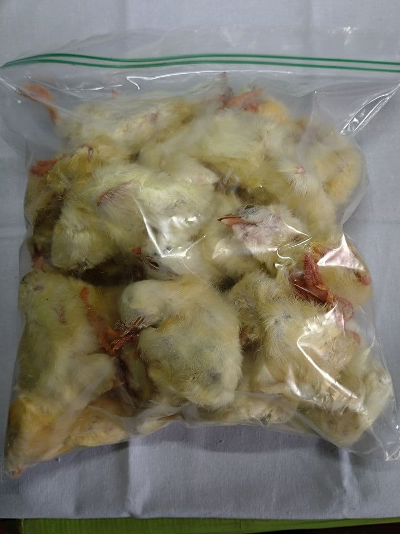 ぷりん　送料無料　冷凍ピンクマウスS150匹ホッパー50匹ヒヨコ30匹