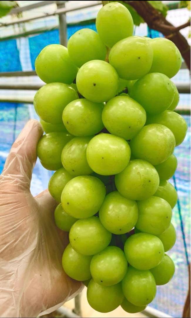 大粒シャインマスカット（房）減農薬4房 29日発送