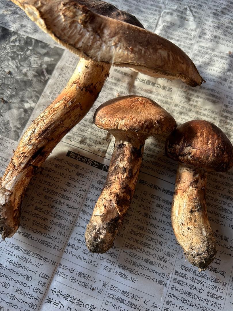 【シーズンラスト】岩手県産松茸　蕾　開き320g