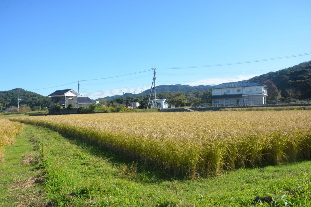 2025年朝日米10kg玄米　たけ爺ブランド米 栽培期間中無化学肥料・無農薬栽培