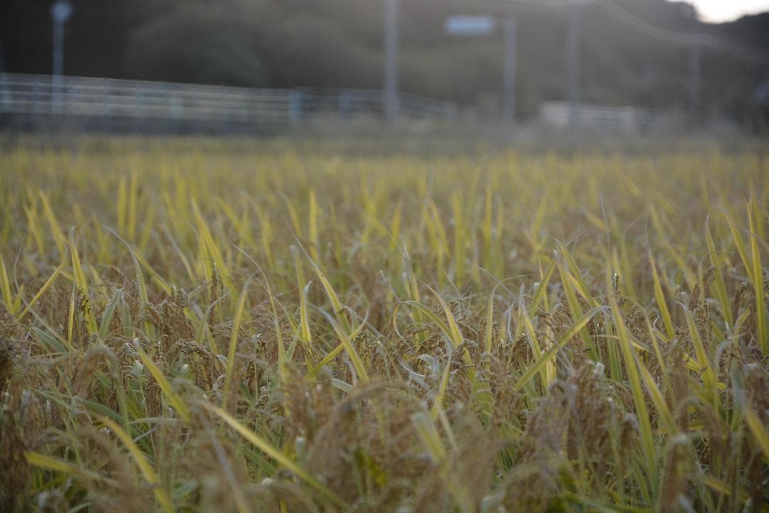 2025年朝日米10kg玄米　たけ爺ブランド米 栽培期間中無化学肥料・無農薬栽培