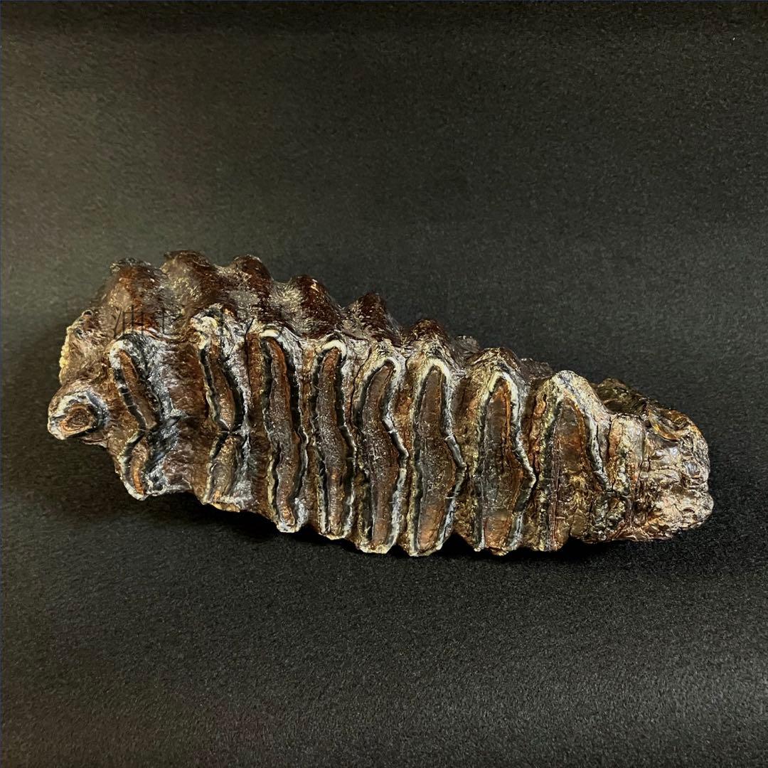 ナウマンゾウ　臼歯　(左下)　化石