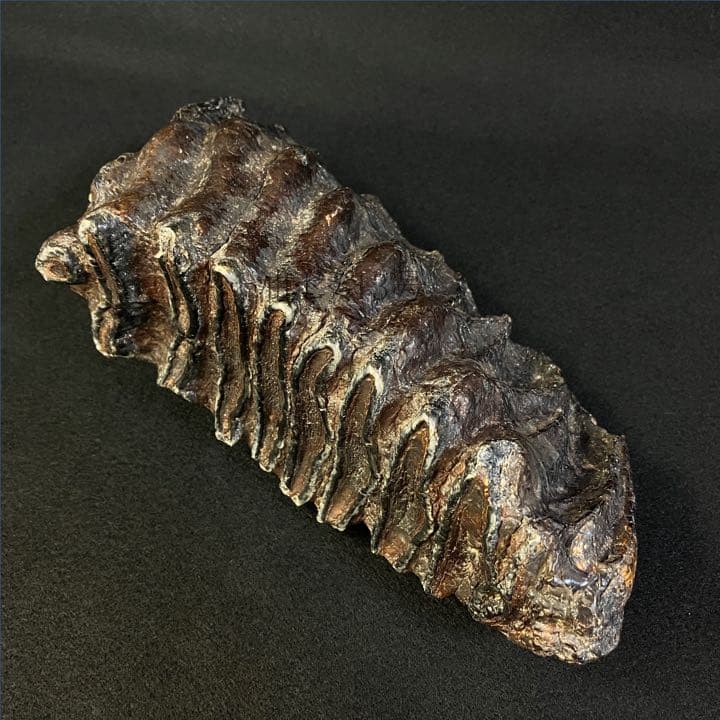 ナウマンゾウ　臼歯　(左下)　化石